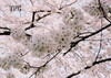 2005年05月月例会自由奨励賞「春が満開」塚野政勝
