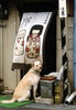 2009年03月月例会自由入選「老犬」石川寛次