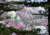2009年04月月例会自由奨励賞「花風景」飯田芳正