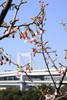 2010年02月読者のﾆｭｰｽ写真入選「お台場の河津桜開花」多和裕二